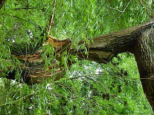 Sturmschaden auch in Sondershausen