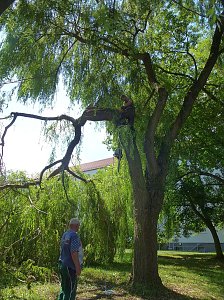 Sturmschaden auch in Sondershausen