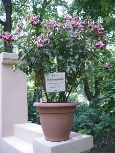Parkfest: Neuz&uuml;chtung Fuchsie "Park Hohenrode" Leihgabe zum Fritz Kneiff 150. Geburtstagfeier.