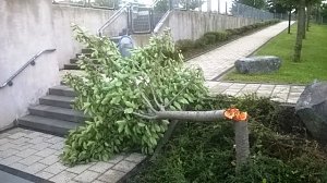 B&auml;ume gef&auml;llt