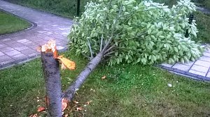 B&auml;ume gef&auml;llt