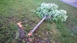 B&auml;ume gef&auml;llt