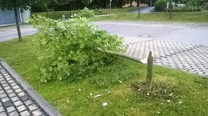 B&auml;ume gef&auml;llt