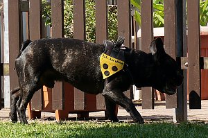 Bulldoggen aller L&auml;nder....