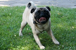 Bulldoggen aller L&auml;nder....