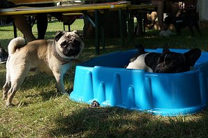 Bulldoggen aller L&auml;nder....