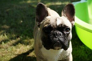 Bulldoggen aller L&auml;nder....