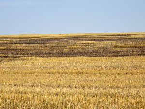 Feld brannte