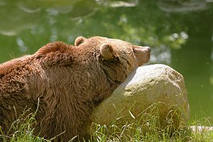 Tierparkfest in Thale