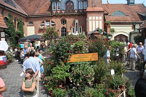 Volle Bl&uuml;tenpracht