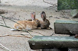 Tierparkfest auf dem Hexentanzplatz