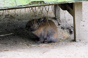 Tierparkfest auf dem Hexentanzplatz