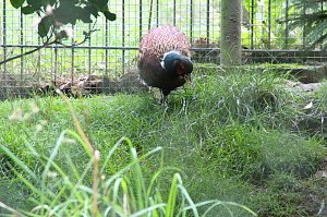 Tierparkfest auf dem Hexentanzplatz