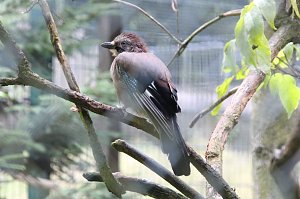 Tierparkfest auf dem Hexentanzplatz