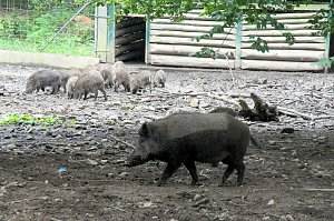 Tierparkfest auf dem Hexentanzplatz