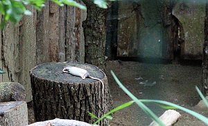 Tierparkfest auf dem Hexentanzplatz