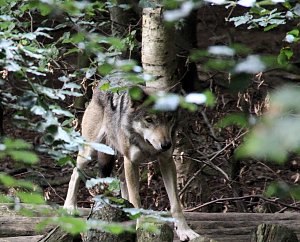 Tierparkfest auf dem Hexentanzplatz