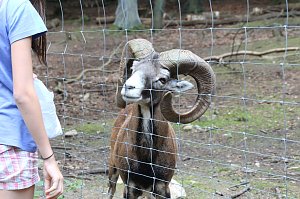 Tierparkfest auf dem Hexentanzplatz