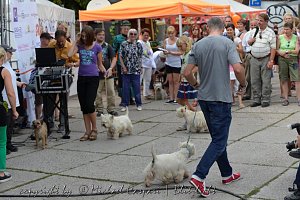 20 Jahre Altstadtfest