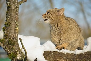 Wildkatzen