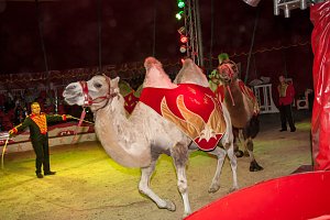 Besuch im Zirkus