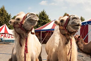 Besuch im Zirkus