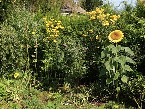 Sonnenblume