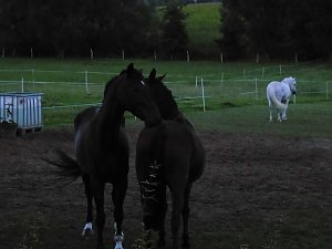 Abendspaziergang