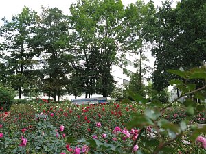 Ortstermin im Rosengarten
