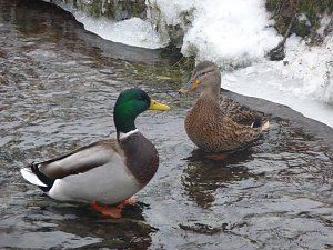 Sunday in the Park 