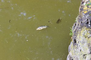 Fischsterben