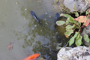 Fischsterben