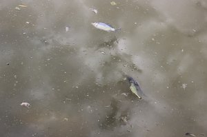 Fischsterben