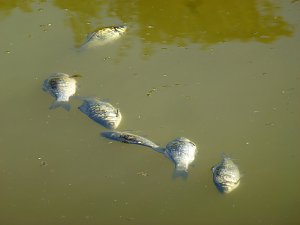 Der Parkteich Sondershausen