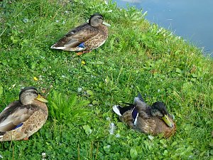 Der Parkteich Sondershausen