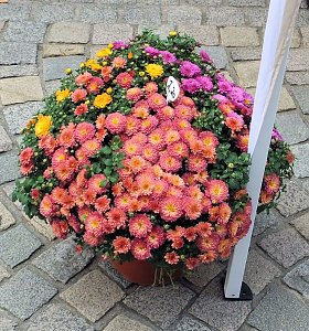 Weinfest in Sondershausen