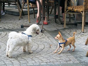 Weinfest in Sondershausen