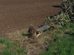 Alleeb&auml;ume haben viele Aufgaben