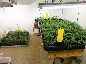 Schlag gegen Drogenszene