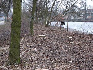 Baumf&auml;llen am Parkteich