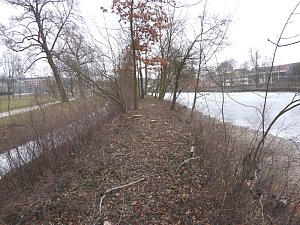 Baumf&auml;llen am Parkteich