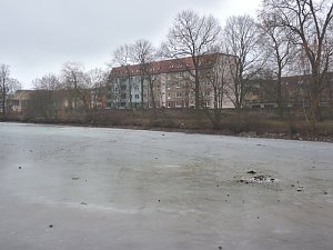 Baumf&auml;llen am Parkteich