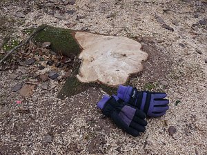 Baumf&auml;llen am Parkteich