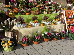 Zwiebeln &uuml;ber Zwiebeln
