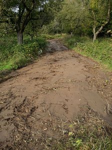 Spuren im Wald