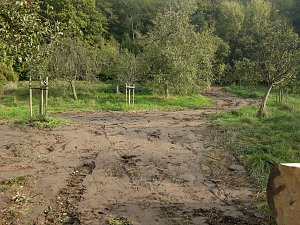Spuren im Wald
