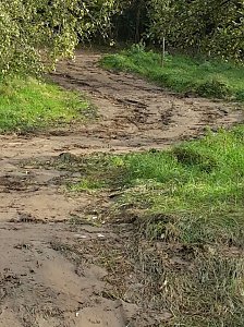 Spuren im Wald