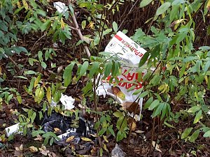 Spuren im Wald
