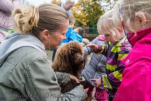Therapiehunde unterwegs