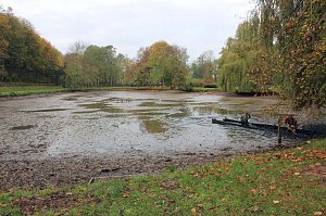 Fische umgesetzt